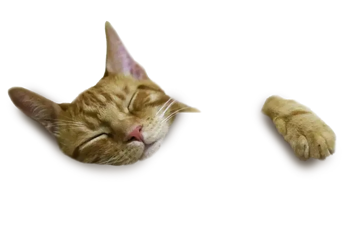 Gato portada