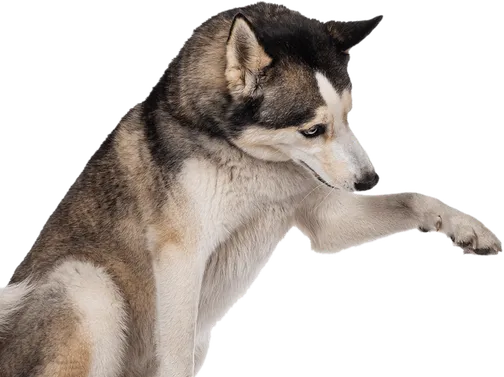 curso-adiestramiento-canino-dato