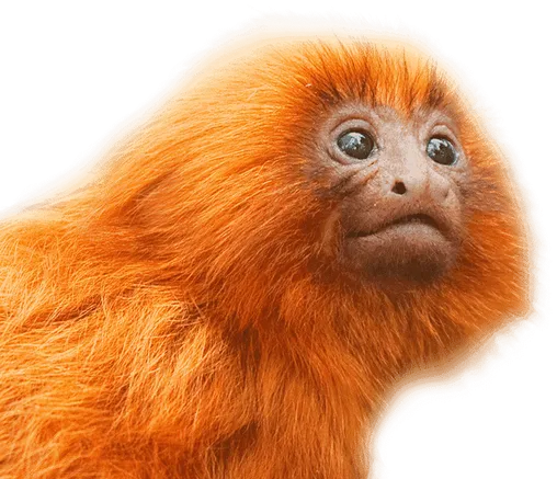 curso-atv-zoologico-dato