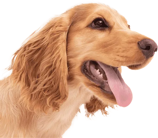 masters/laboratorio-veterinario-dato