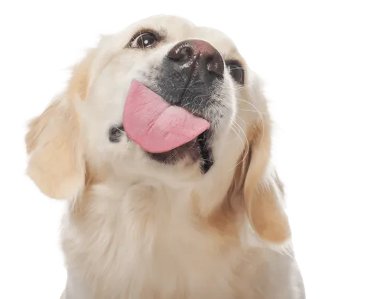 master-terapia-asistida-dato