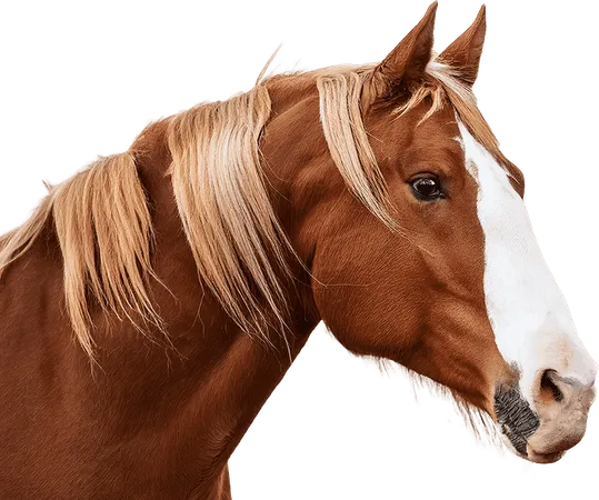 curso-atv-ecuestre-dato