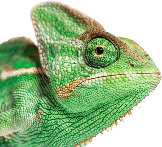 curso-herpetologia-dato