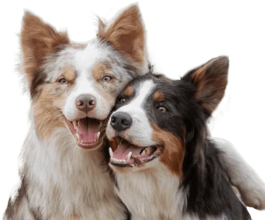 curso-intervenciones-asistidas-animales-dato