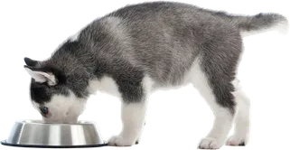 NUBIKA_Máster-Nutrición-Animal_DATO