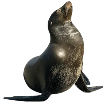 HOME-Foca-500x500-1