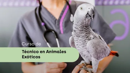 Tecnico animales exóticos
