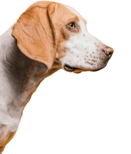 Recurso imagen animal obtención curso