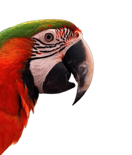 Recurso imagen animal obtención curso