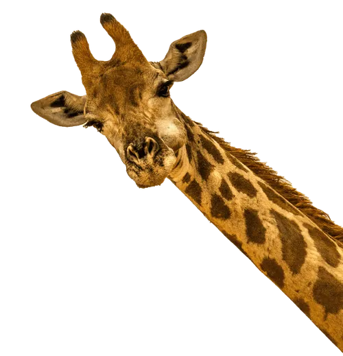HOME-Jirafa-900x630-1-e1729493799690