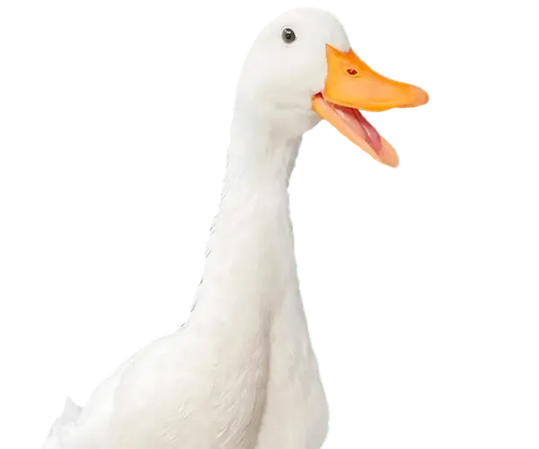 Con Nubika, ¡éxito garantizado!