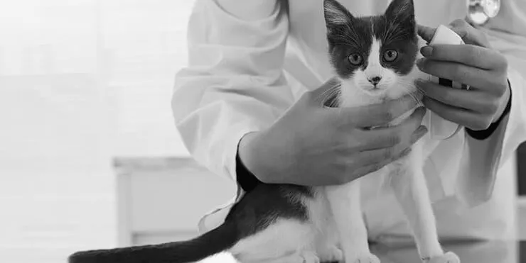 Imagen cabecera post