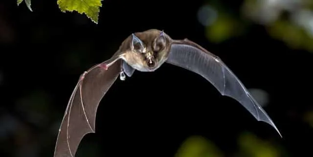 Imagen cabecera post