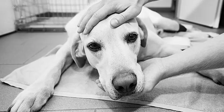 Imagen cabecera post