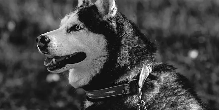 Imagen cabecera post