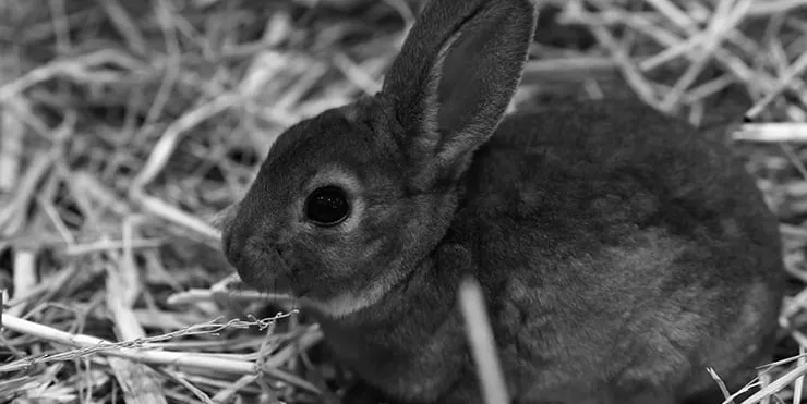 Imagen cabecera post