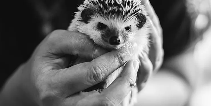 Imagen cabecera post