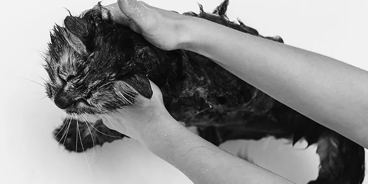 Imagen cabecera post