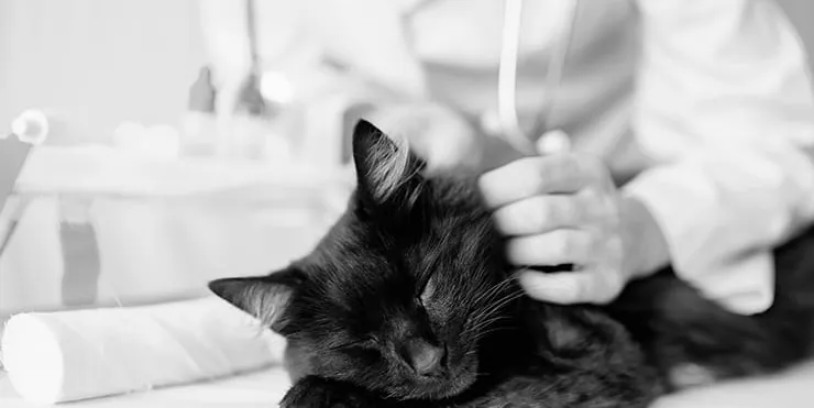 Imagen cabecera post