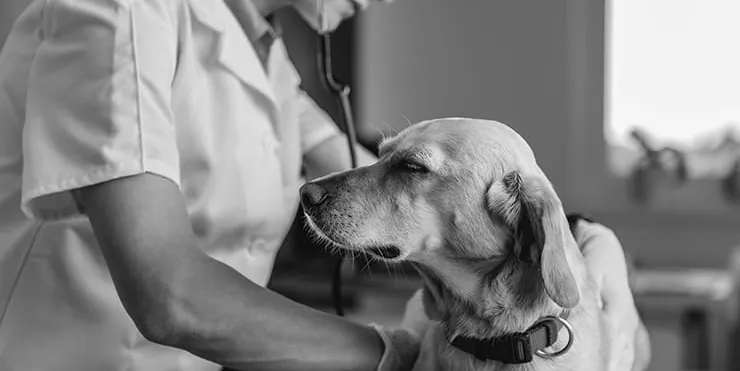 Imagen cabecera post