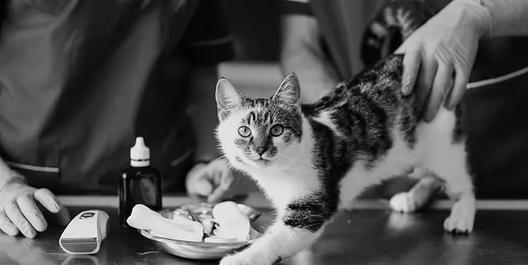 Imagen cabecera post