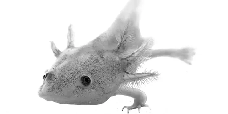 Imagen cabecera post