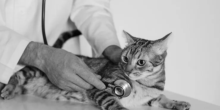 Imagen cabecera post