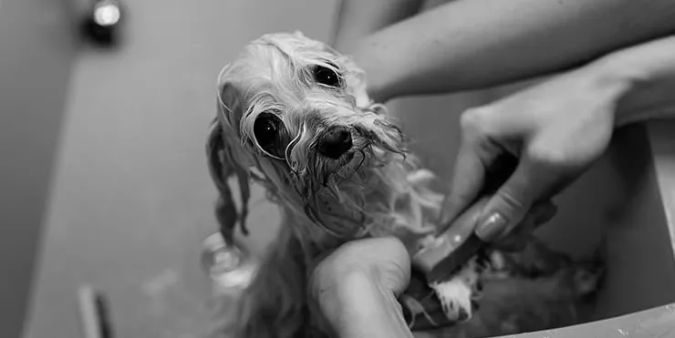 Imagen cabecera post