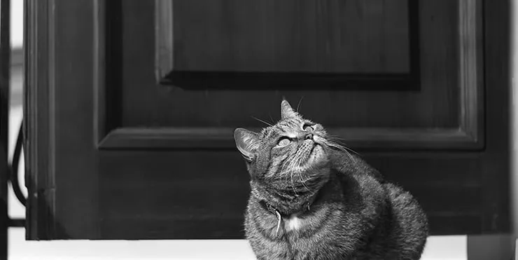 Imagen cabecera post