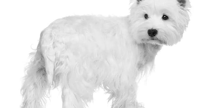 Imagen cabecera post