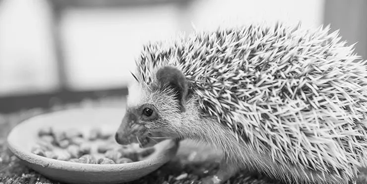 Imagen cabecera post