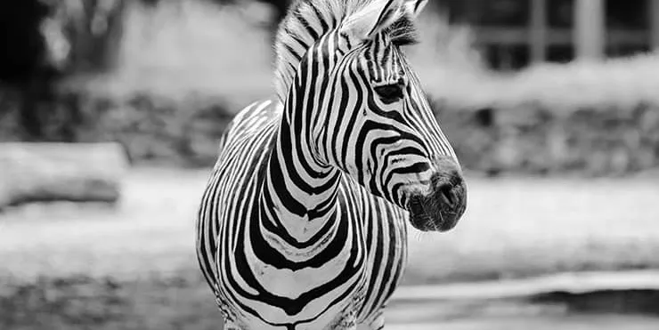 Imagen cabecera post