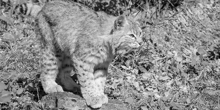 Imagen cabecera post