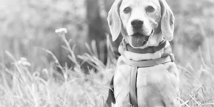 Imagen cabecera post