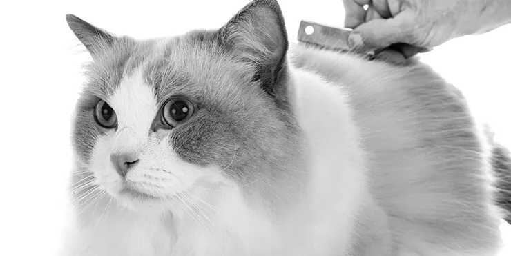 Imagen cabecera post