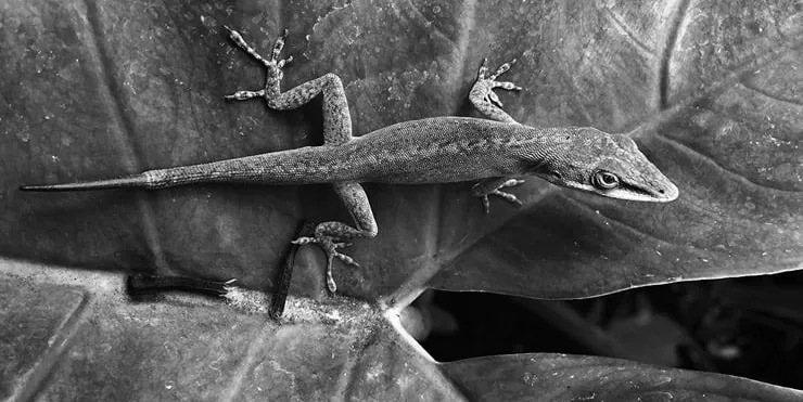 Imagen cabecera post