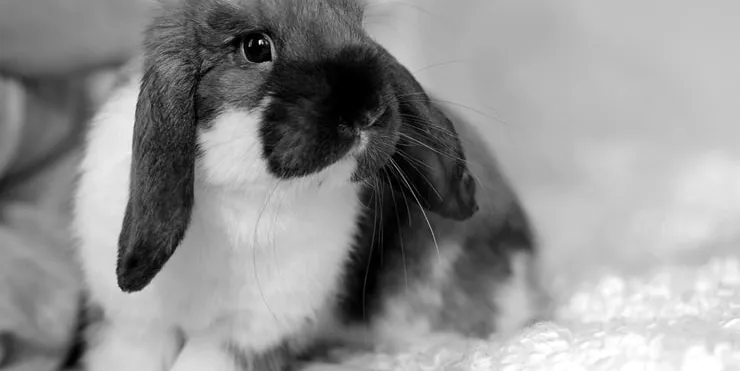 Imagen cabecera post