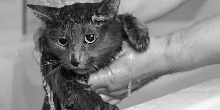 Imagen cabecera post