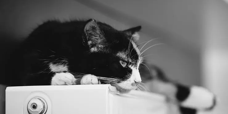 Imagen cabecera post