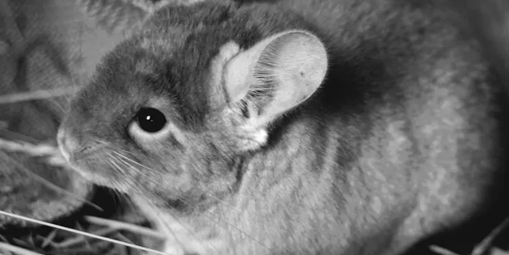 Imagen cabecera post