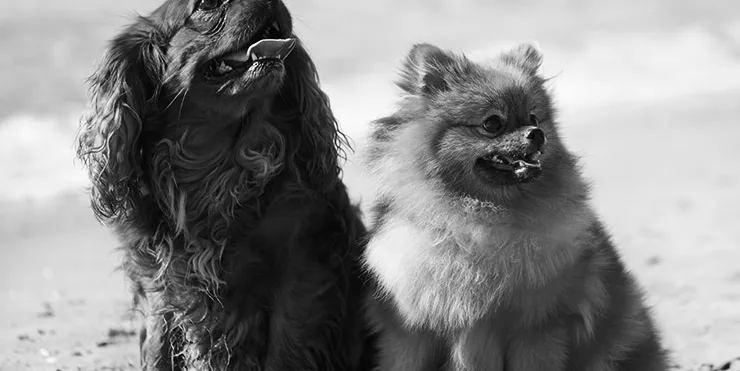 Imagen cabecera post