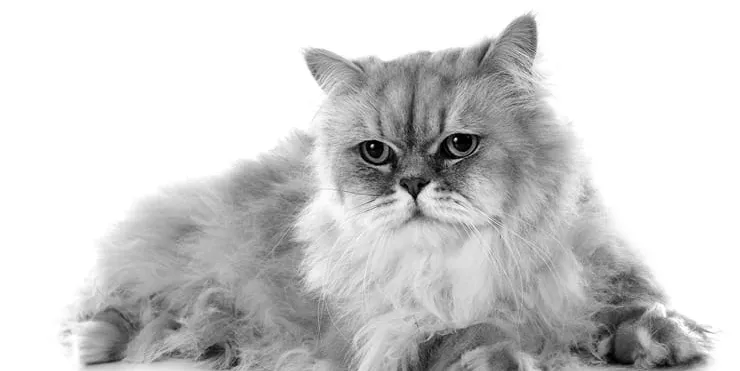 Imagen cabecera post