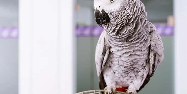 Imagen cabecera post