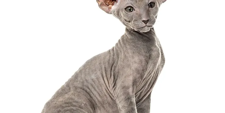 Imagen cabecera post