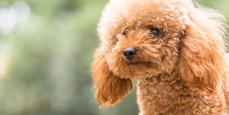 Imagen cabecera post