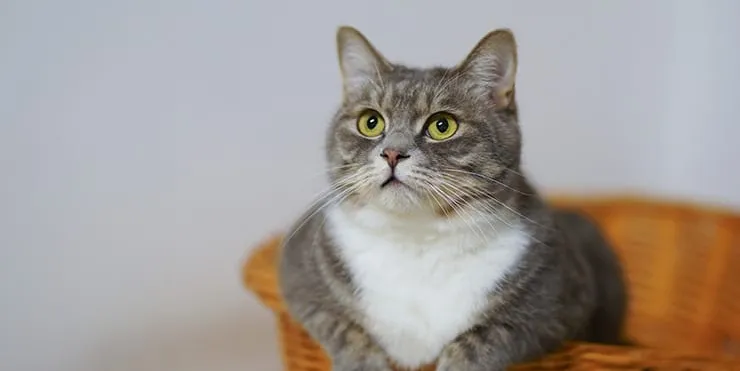 Imagen cabecera post