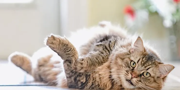 Imagen cabecera post