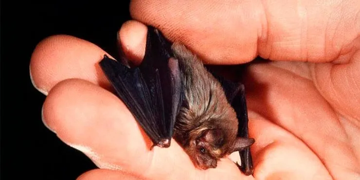 Imagen cabecera post