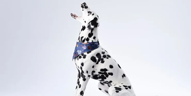 Imagen cabecera post