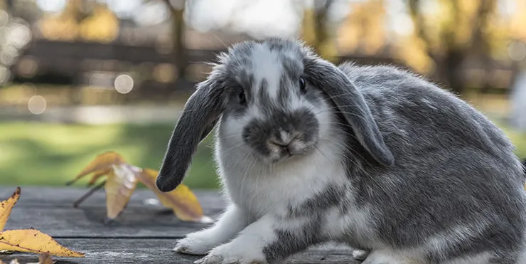 Imagen cabecera post